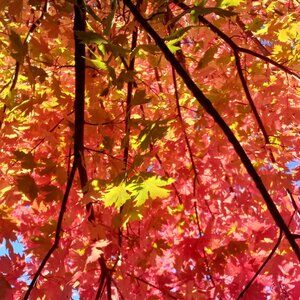 Meet your Posher, Hina